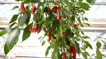 山東食品安全抽檢通報 30批次不合格，濟南人民大潤發等知名商超食用農產品問題突出