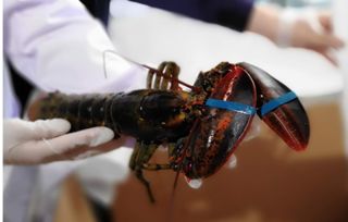 安徽“海味”新通道 合肥周谷堆進境食用水生動物指定口岸正式開檢運行